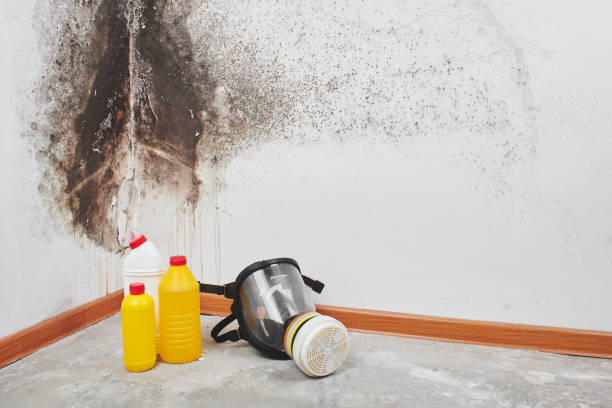 Best Basement Mold Remediation in Medina, NY