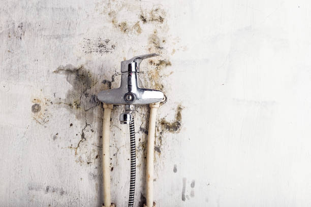 Best Insurance-Related Mold Remediation in Medina, NY