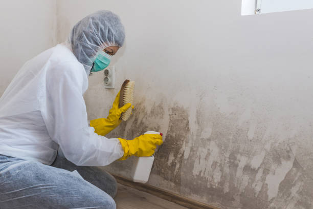 Medina, NY Mold Remediation Company