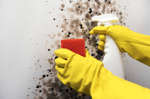 Best Bathroom Mold Remediation in Medina, NY