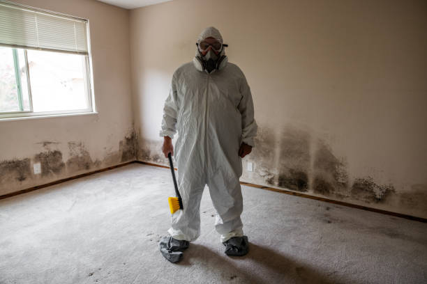 Best HVAC Mold Remediation in Medina, NY