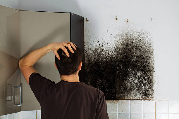 Best White Mold Remediation in Medina, NY