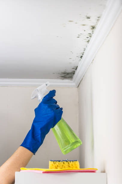 Best DIY Mold Remediation Support Services in Medina, NY